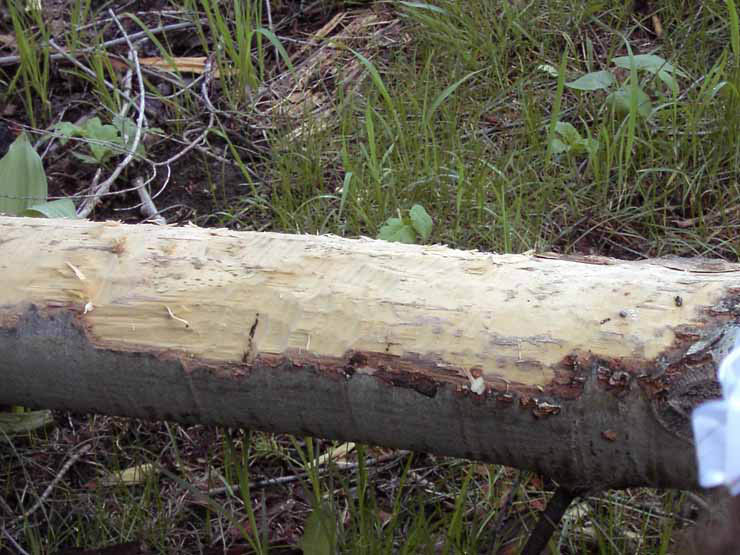 Taylor CreekSigns of Beavers
